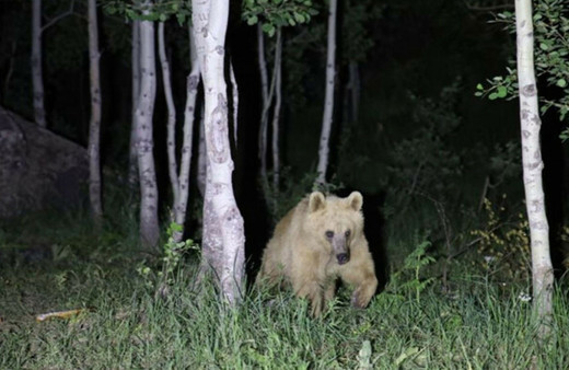 Bitlis'te ayı uyarısında bulunan öğretim üyesi, ayı saldırısından kurtuldu