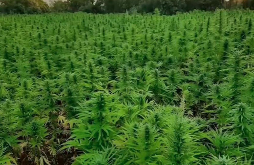 Bakan Yerlikaya duyurdu: 16 milyon kök kenevir bitkisi ele geçirildi!