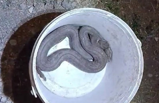 Türkiye’nin en zehirli yılanı tavuk kümesinde yakalandı!