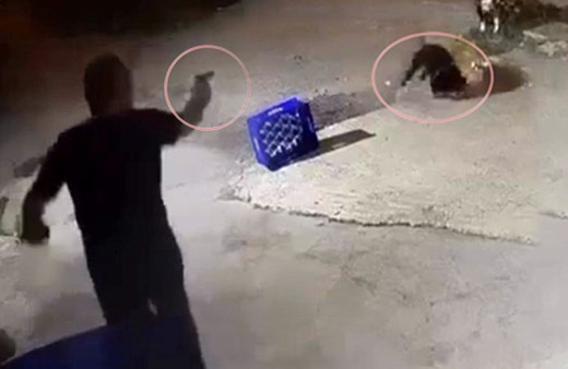 Sakarya’da dehşete düşüren görüntüler! Ağaca bağlı köpeğe bir şarjör mermi boşalttı: Nedeni ise...