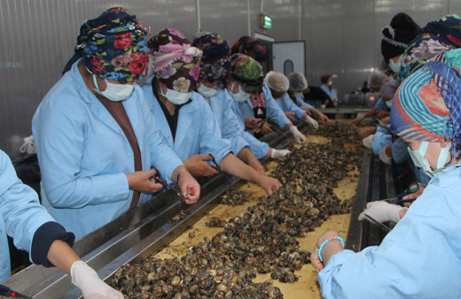 Amasya'da kadınların işlediği kara salyangozu AB ülkelerine ihraç ediliyor
