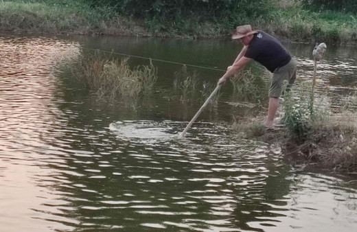 Tarlayı havuz yaptı, 100 bin aynalı sazan üretimine başladı