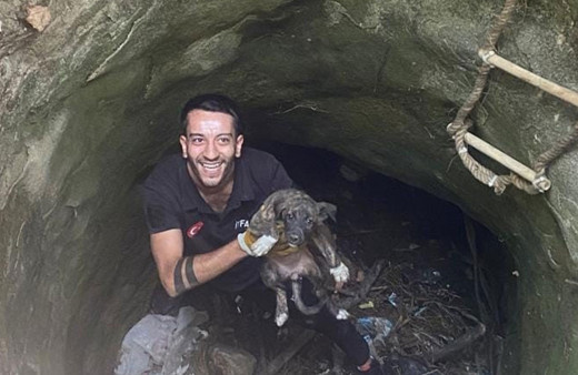 Diyarbakır'da kuyuya düşen köpeği itfaiye ekibi kurtardı