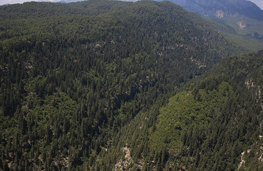 Edirne'de çıkan yangında 5 dönüm ormanlık alan zarar gördü