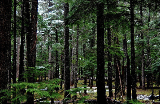 Bir ilde daha ormana giriş yasaklandı! 30 Eylül'e kadar yasak...