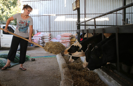 Bu da İngiliz gelin! İngiltere'de yöneticiydi aşkı için Türkiye'de hayvancılık yapıyor