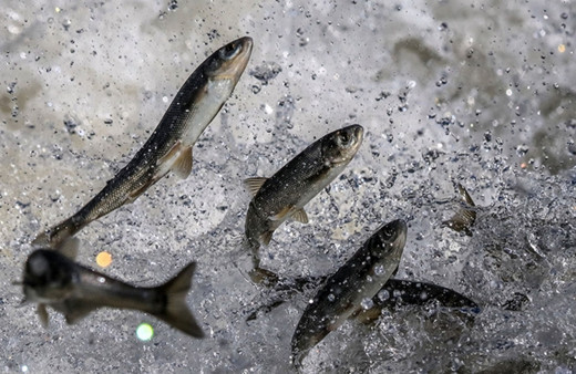 Van'da balıkçılar 90 gün sonra "vira bismillah" diyecek!