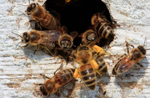 Manisa'da arıların soktuğu bal üreticisi öldü!