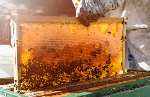 Binlerce kovan kül oldu, bal üretimi tehlikede