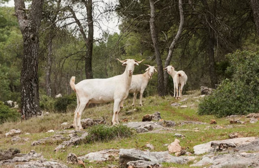 Orman yangınlarını önlemek için "koyun otlatma" önerisi!