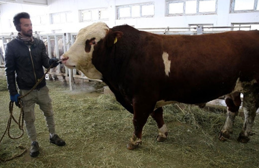 İlk boğa sperması ihracatı Azerbaycan'a yapıldı!
