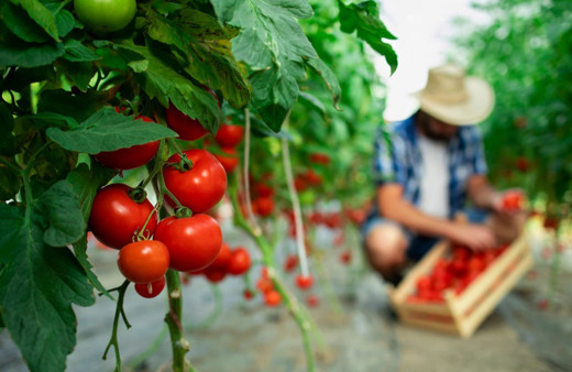Tarımsal girdi enflasyonu ekimde yüzde 40,11 oldu