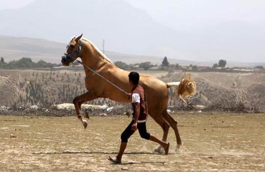 İran'da yetiştirilen Türkmen atları 500 bin lirayı geçen fiyatlarla alıcı buluyor!