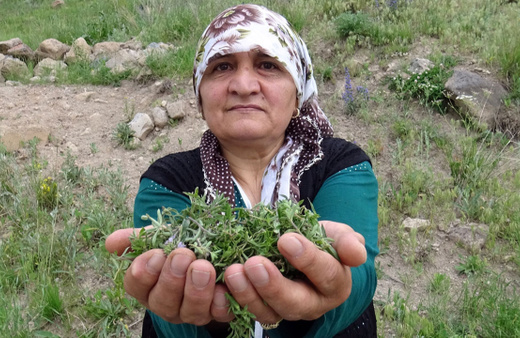 Kars'ta 2 bin 500 rakımda zahter bereketi yaşanıyor