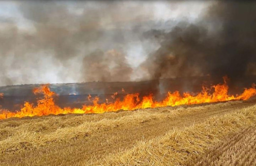 Aşırı sıcaklar hububat tarlalarında yangın riskini artırıyor!