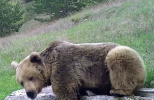Aşırı sıcaktan bunalan ayı çeşmede serinlemeye çalıştı!