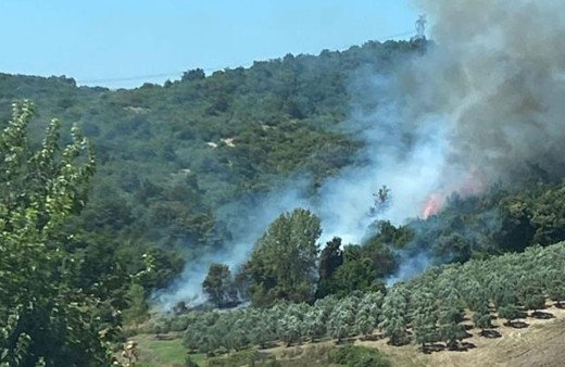 Bursa'da 5 dönümlük makilik alan küle döndü