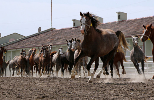 TİGEM, 66 baş safkan Arap koşu tayı satacak!