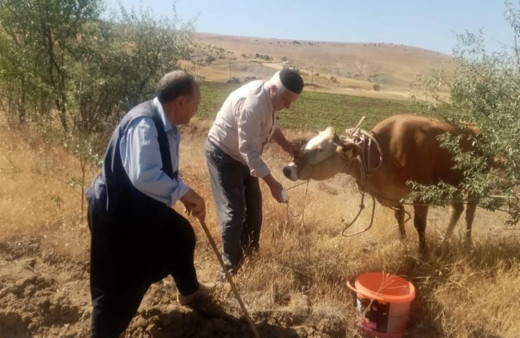 Kurban Bayramında kesilmemek için kaçan inek, 22 gün sonra ortaya çıktı
