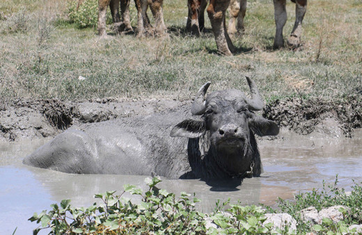 Sıcaktan etkilenen mandalar, çareyi çamur banyosunda buldu!