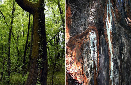 Muğla Köyceğiz'de sığla yağı üretimi başladı