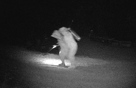 Binlerce arı telef oldu, gerçek güvenlik kamerası görüntülerinde ortaya çıktı