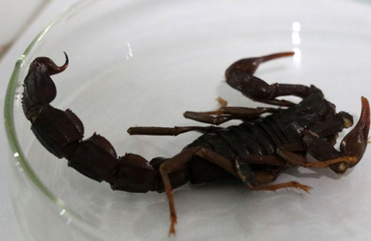 Akrep ve yılan ısırmalarına karşı uyarı!