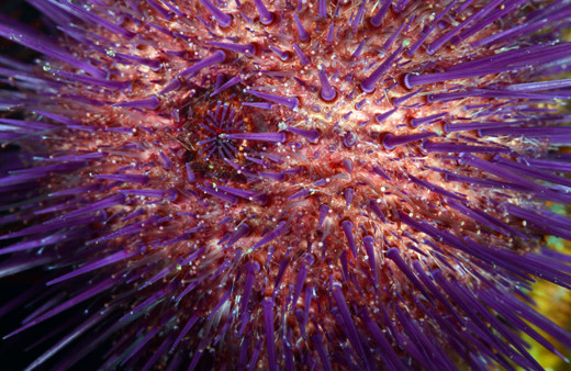 İzmit Körfezi'nde farklı türlerde deniz canlıları görüntülendi!