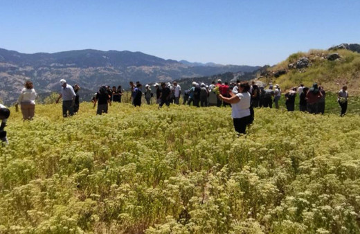Antalya Konyaaltı’nda kekik ve adaçayı hasatı başladı