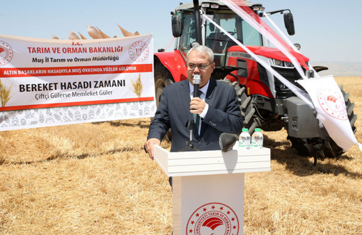 Muş Ovası'nda hububat hasadı başladı!