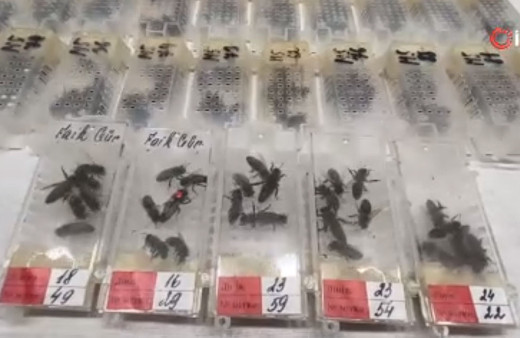 Tam bin 240 adet! Hepsi canlı halde Sabiha Gökçen Havalimanı'nda ele geçirildi