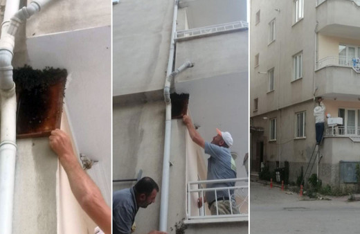 Kovandan firar eden binlerce arı, apartmanın balkonuna oğul yaptı!