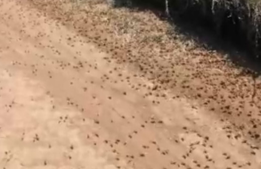 Tekirdağ'ı çekirge sürüleri istila etti! Tarlaları talan edip ne bulurlarsa yiyorlar...