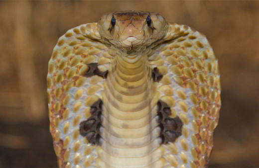 İş insanını kobrayla öldürdüler arabasına bindi feci şekilde can verdi