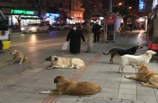 İstanbul'da sokak köpekleri toplanacak! İstanbul Valisi Gül'den kaymakamlık ve belediyelere talimat