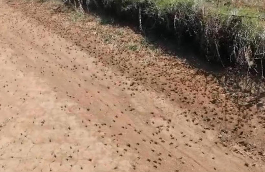 Tekirdağ’da çekirge istilası! Çiftçilerin korkulu rüyası geri döndü: Tarım arazilerine zarar veriyor!