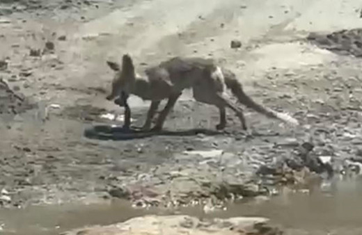 Kendisine saldıran yılanı başından yakaladı