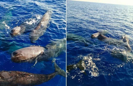 Türkiye'de 'balina' sürprizi! Kaş ve Fethiye açıklarında sürü halinde görüntülendiler