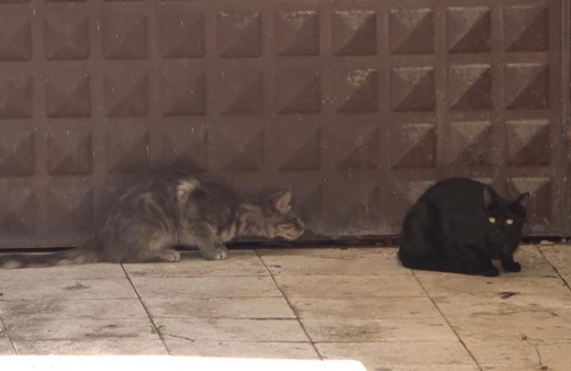 3 gündür mahsur kalan kedi kurtarılmayı bekliyor: Annesi garaj kapısında nöbet tutuyor