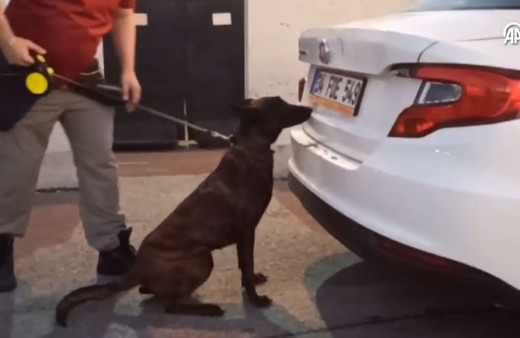 Narkotik köpeği "Barbara"yı kimse kandıramıyor!