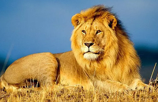 Almanya'da başıboş aslanın varlığına dair belirti bulunamadı