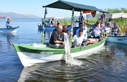 Denizli’de 25 su kaynağına 765 bin sazan yavrusu bırakıldı!