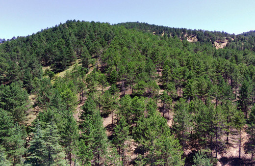 Elazığ'da 40 yıl önce dikildi şimdi herkes gölgesinde dinleniyor