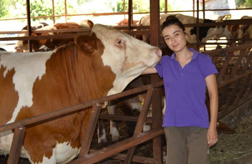 İneğin selfie merakı sosyal medyada viral oldu 'Hadi gel selfie çekilelim' deyince koşa koşa geldi