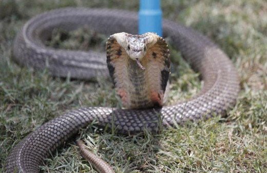 Erkek arkadaşını zehirli kobra ile öldürdü!