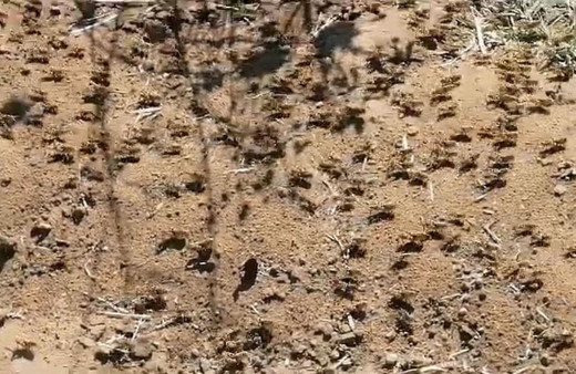 Tekirdağ çekirge istilasından kurtulmak üzereyken yeni istila ortaya çıktı 20 gün sonra geliyorlar
