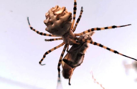 Ayvalık’ta dünyanın en zehirli örümcek türlerinden biri görüntülendi!