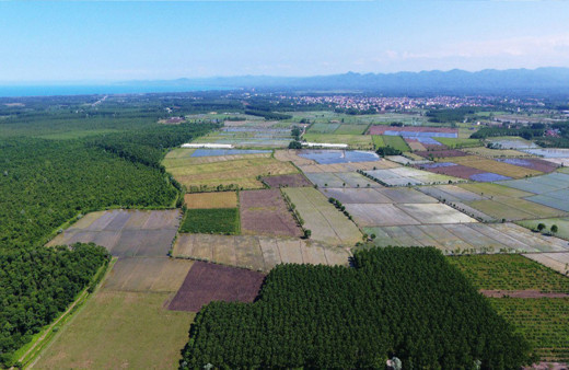 Samsun'un Terme ilçesinde 11 bin ton çeltik rekoltesi bekleniyor!