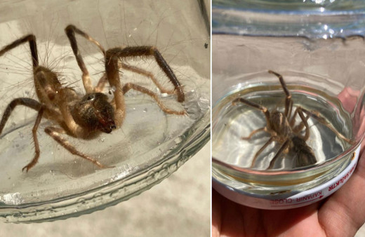 Çorum’da "sarıkız" paniği! 1 metre zıplıyor, akrep bile avlıyor!