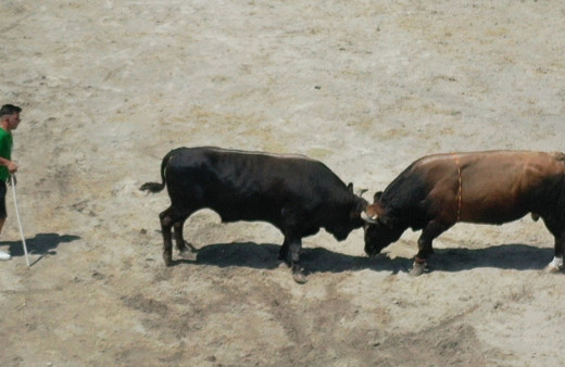 Aydın'da boğa güreşi festivali yapıldı!